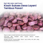 Dari Ubi Jalar Jadi Cuan, Desa Layeni Tembus Pasar Resmi