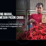 Cabai Gunung Mahal, Pedagang Medan Pasok Cabai Jawa