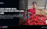 Cabai Gunung Mahal, Pedagang Medan Pasok Cabai Jawa